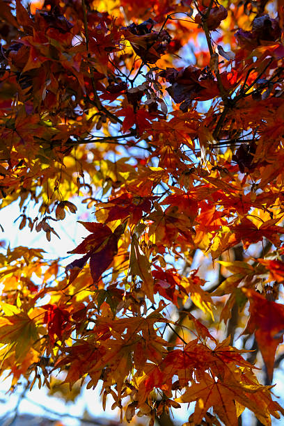 istock Autumn Maple Leaves Close-up in Sunlight, South Korea 2248360691
