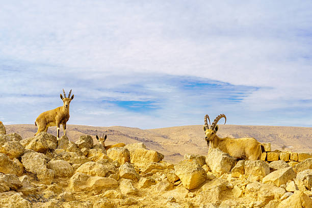 istock Nubian Ibex, in ancient Mamshit, Negev Desert 2248362075