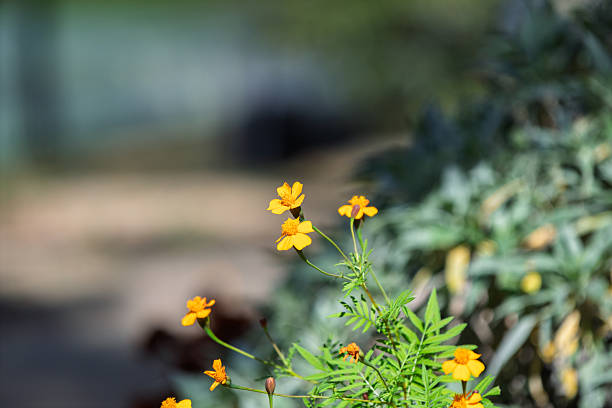 Close-up of small yellow flowers blooming on green stems against a blurred natural background.