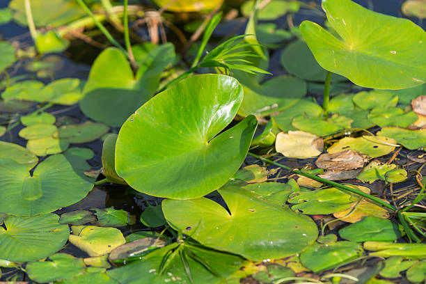 istock Green Lily Pads Floating on Pond 2248362690