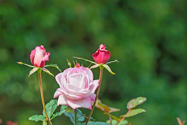 A beautiful pink rose flower in full bloom accompanied by two rosebuds, set against a dark green blurred background.