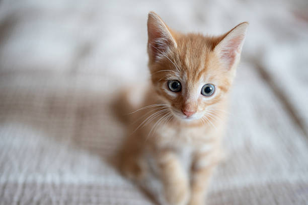 istock Playful orange kitten exploring cozy indoor setting during afternoon 2248365399