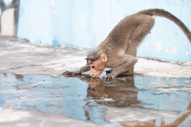 A wild adult Japanese Macaque Monkey (Snow Monkey) mother grooms her baby, photographed in the wild during winter near Nagano, Japan.