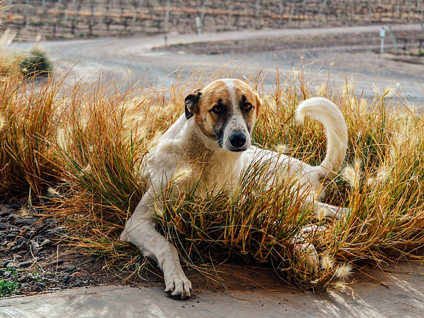 Dog resting in tall dry grass next to a vineyard road, looking at the camera
