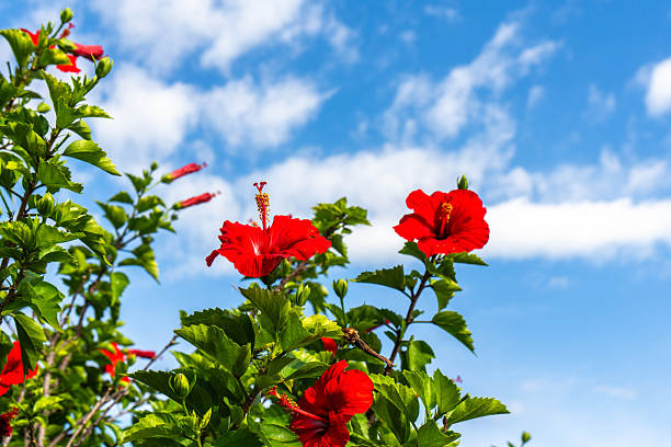 istock Hibiscus against the blue sky 2248369197