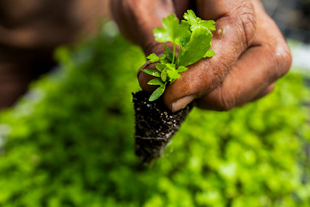 Close-up of a hand holding a small plant seedling with soil inside a greenhouse or nursery. The background shows rows of green seedlings, illustrating agriculture, growth, and sustainability. Pau Brasil.