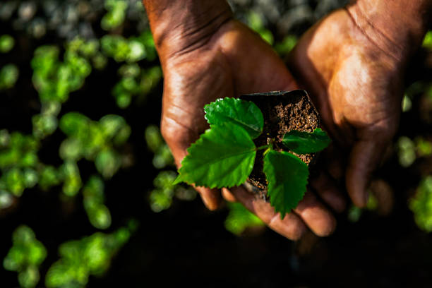 istock Farmer holding young plant seedling in greenhouse 2248370094