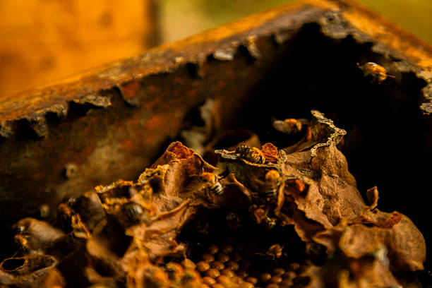 Close-up honeycombs and flying honeybees in bucket.