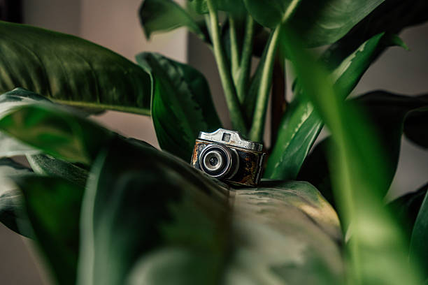 Small old film camera object integrating with green houseplant foliage