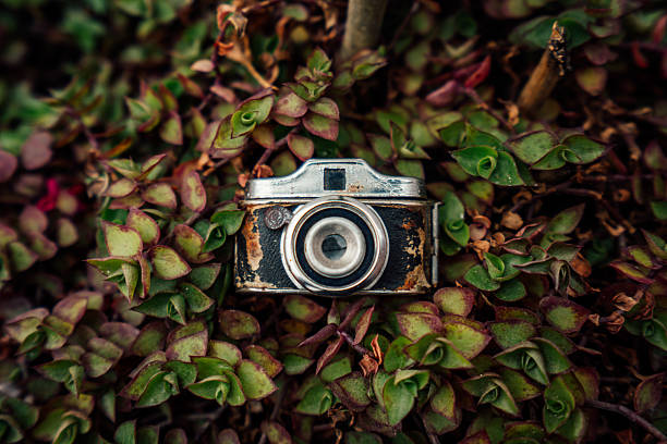 Old collectible camera lying in lush ground cover, suggesting forgotten memories or a hobby