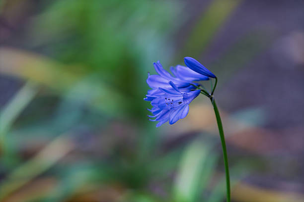 A side profile close-up of a blue Agapanthus flower blooming against a dark, soft blurred background.