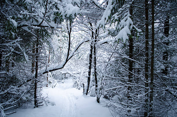 A view of a winter forest wonderland with a heavily snow-covered path through the center