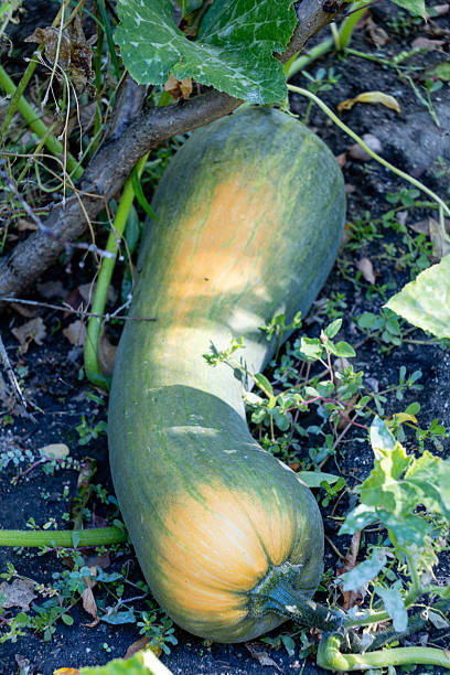 istock Autumn harvest colorful squashes and pumpkins in different varieties. 2248374264