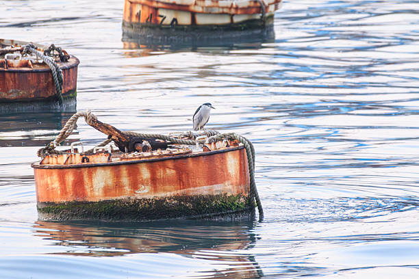 istock Heron Resting on Floating Rusted Drums at Sunrise 2248375140