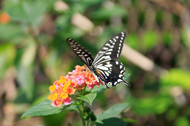 istock Swallowtail Butterfly Pollinating Bright Orange Lantana Flowers 2248375187
