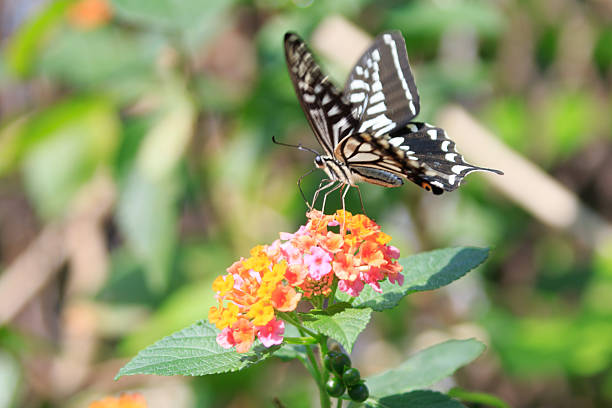 butterfly, macaon on small flower in desert area