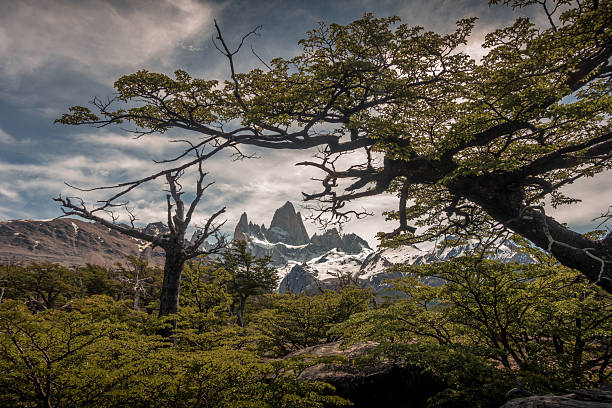 View of the Mt. Fitz Roy (3,405 masl), Mt. Torre (3,125 msal) and Mt. Saint Exupery (2558 msal), world famous called \