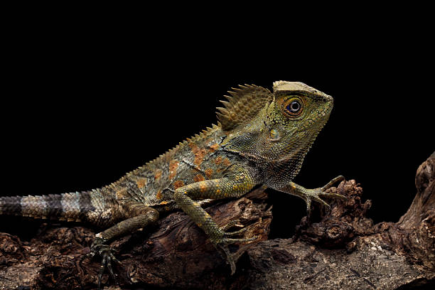 istock Forest dragon lizard on a branch, Gonocephalus chamaeleontinus isolated on black background 2248376969