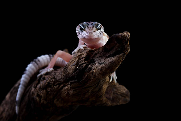 istock Baby leopard gecko crawling on wood, eublepharis macularius  isolated on black background 2248377255