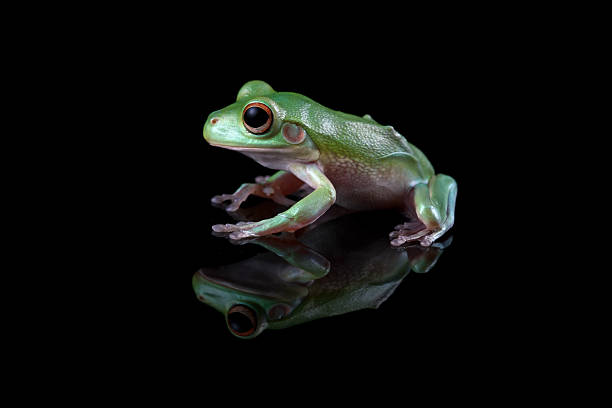 istock white-lipped tree frog isolated on black background, juvenile tree frog side view (Nyctimystes infrafrenatus) 2248377355