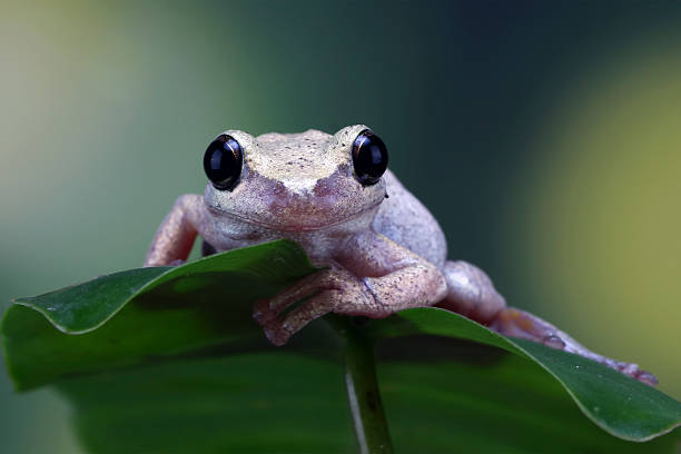 little frog litoria rubella on a leaves