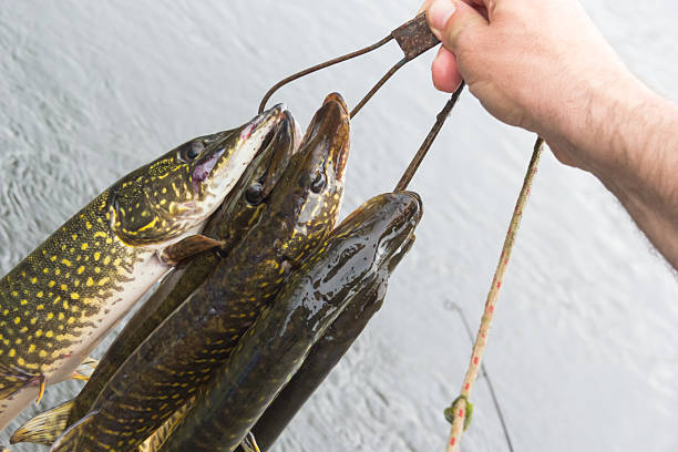 Freshwater Northern pike fish know as Esox Lucius.