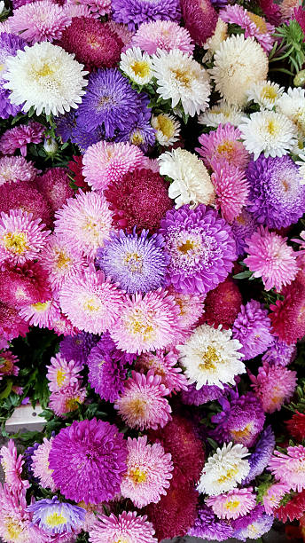 istock Colorful Chrysanthemum flowers background 2248380663