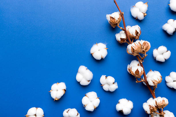 istock Autumn Floral composition. Dried white fluffy cotton flower branch top view on colored table with copy space 2248380970