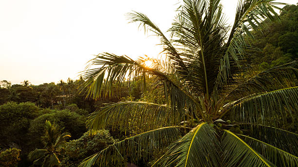 A sunlit jungle with a lush palm tree foreground, showcasing natural beauty and a warm tropical atmosphere.