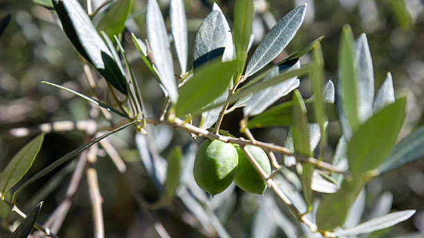 Close-up of fresh, raw green olives growing on a branch of an olive tree, natural sunlight with a soft bokeh background. This image captures the essence of healthy, organic, and natural food