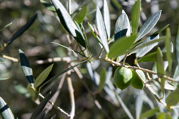 Close-up of fresh, raw green olives growing on a branch of an olive tree, natural sunlight with a soft bokeh background. This image captures the essence of healthy, organic, and natural food
