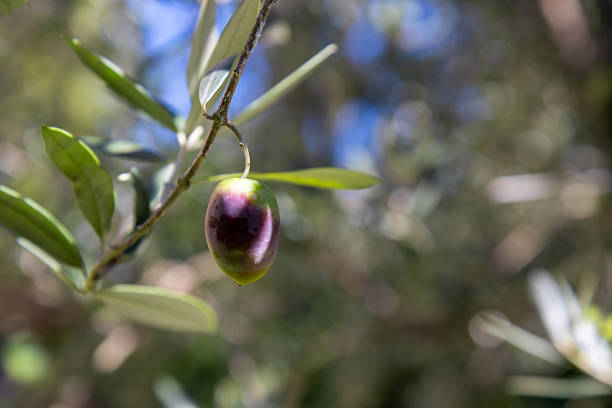 Close-up of fresh, raw green olives growing on a branch of an olive tree, natural sunlight with a soft bokeh background. This image captures the essence of healthy, organic, and natural food