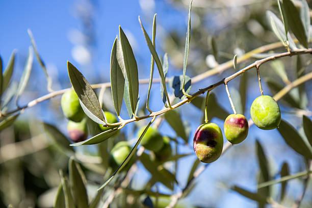 Close-up of fresh, raw green olives growing on a branch of an olive tree, natural sunlight with a soft bokeh background. This image captures the essence of healthy, organic, and natural food