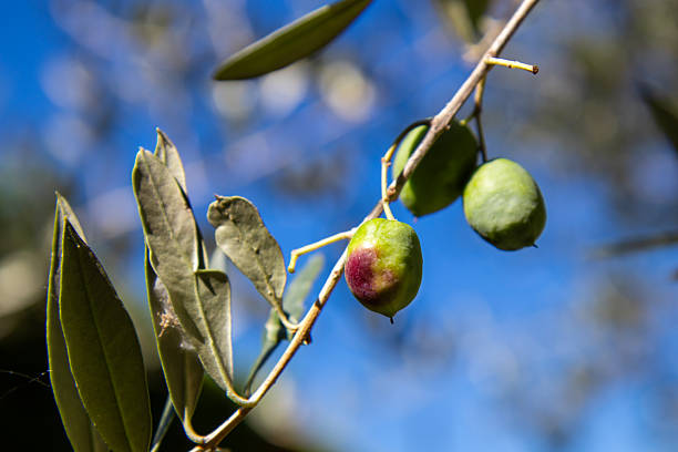 Close-up of fresh, raw green olives growing on a branch of an olive tree, natural sunlight with a soft bokeh background. This image captures the essence of healthy, organic, and natural food