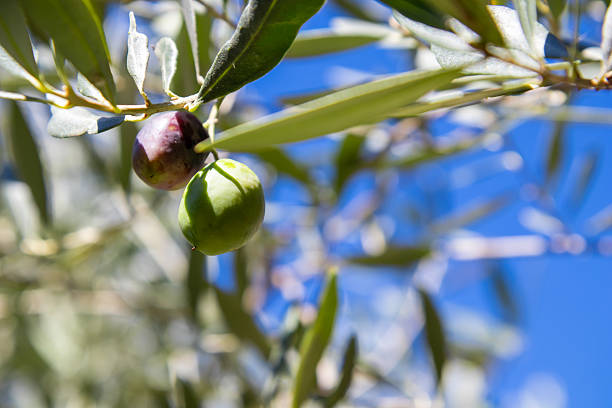 Close-up of fresh, raw green olives growing on a branch of an olive tree, natural sunlight with a soft bokeh background. This image captures the essence of healthy, organic, and natural food