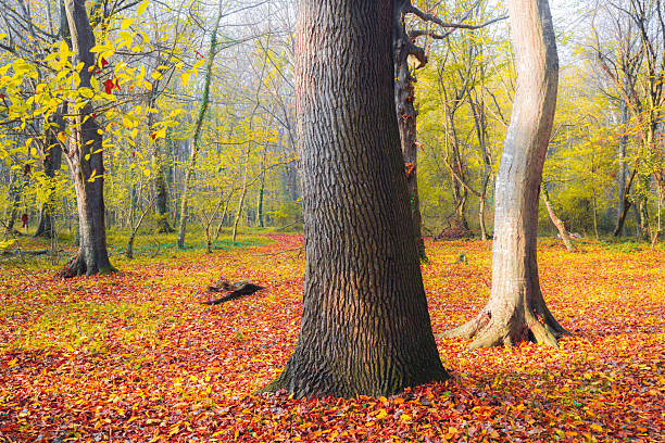Thick old trees in a clearing in a colorful autumn forest