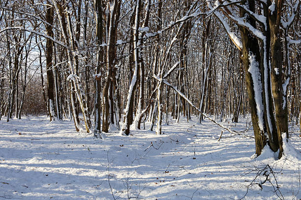 ​A sunny winter day in a dense deciduous forest, where many thin tree trunks rise above a pristine layer of snow. The photo conveys a sense of calm, cold silence, with long blue shadows cast by the trees across the snowy ground.