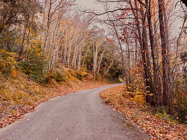istock Asphalt Road Surrounded by Colorful Autumn Trees and Fallen Leaves – Fall Landscape 2248384257