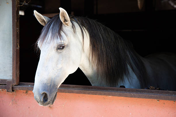 istock Peaceful horse with dark mane glowing softly in sunlight 2248385428