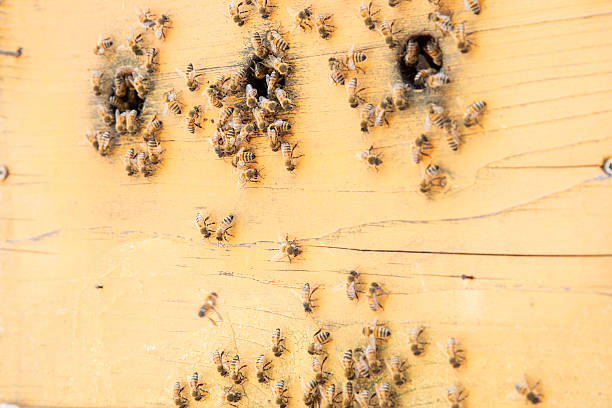 Close-up hive wall with bees swarming around vents and holes, painterly yellow texture and weathered grain framing busy worker
