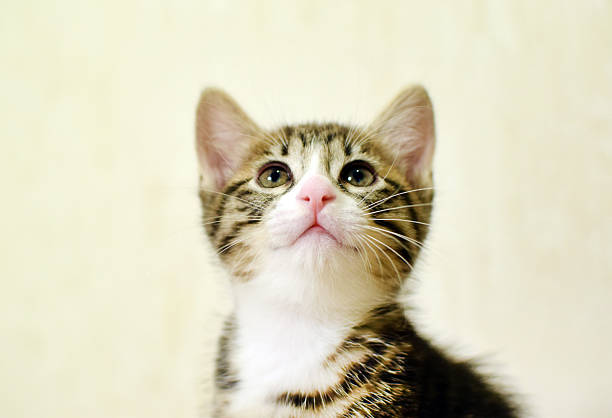 istock A cute, fluffy, tabby domestic kitten. These are Kurilian Bobtail kittens with a short tail. 2248387732