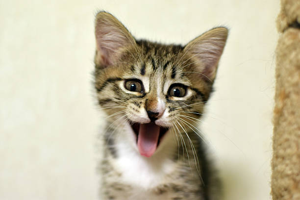istock A cute little fluffy tabby kitten yawns comically. This is a Kurilian Bobtail kitten with a short tail. 2248387870