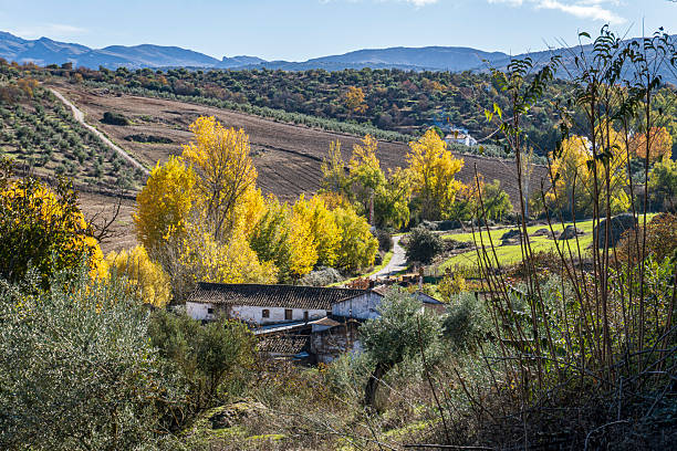 istock Golden leafs in Ronda - Spain 2248391022