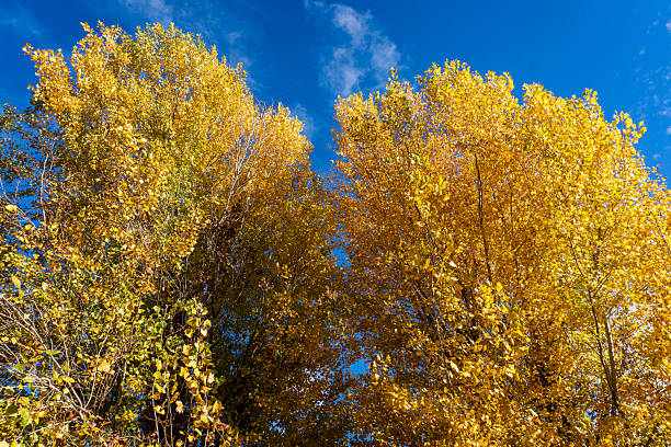 Golden leafs in Ronda - Spain