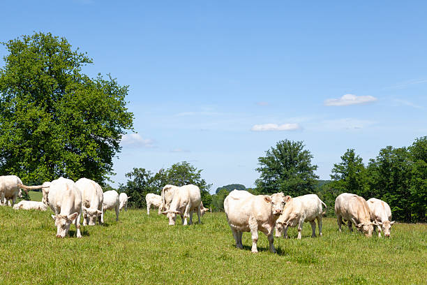 Herd of white Charolais cows, bull and calves grazing in a lush green spring pasture in sunshine. Bred for beef.