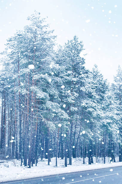 istock Snow on the trees. Heavy snowfall. Road in a winter forest covered with snow. 2248393863