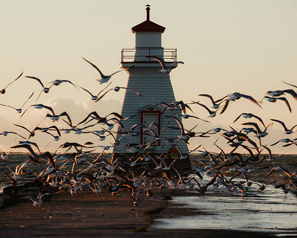 istock Lighthouse and Seagulls on Pier in Setting Sun and Rough Waters 2248394983