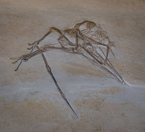 istock fossil of prehistoric Pterosaur in the stone 2248395620