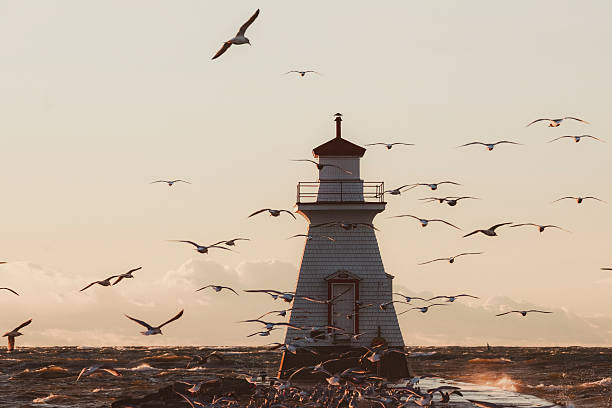 istock Lighthouse and Seagulls on Pier in Setting Sun and Rough Waters 2248395992