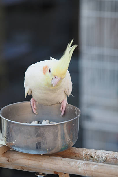 istock Cockatiel perched on feeding bowl in a cozy setting 2248399022